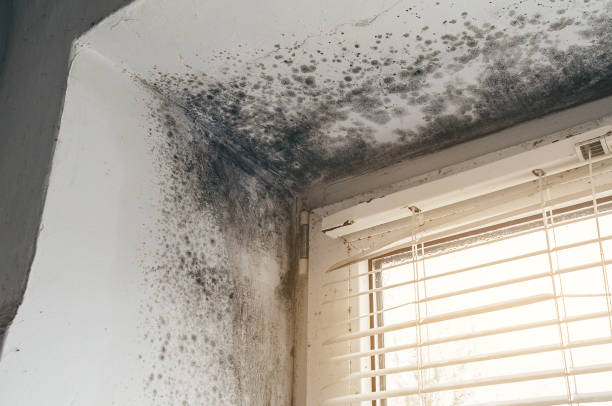 Affordable Mold Removal solutions in Oakland, NJ